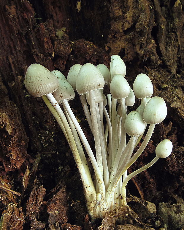 prilbička Mycena sp.