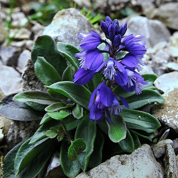 horčinka horká krátkokrídla Polygala amara subsp. brachyptera (Chodat) Hayek