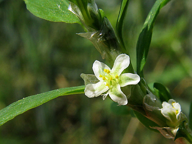 stavikrv pobrežný Polygonum arenastrum Boreau