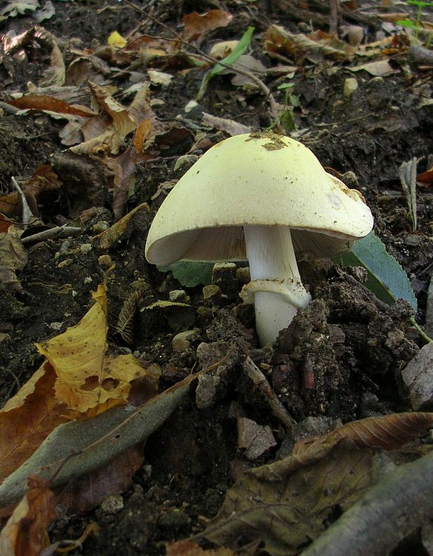 pečiarka Agaricus sp.