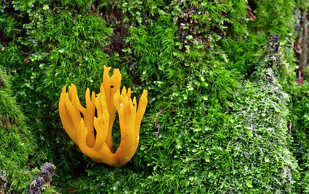 parôžkovec lepkavý Calocera viscosa (Pers.) Fr.