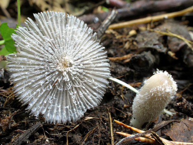 hnojník Coprinopsis sp.