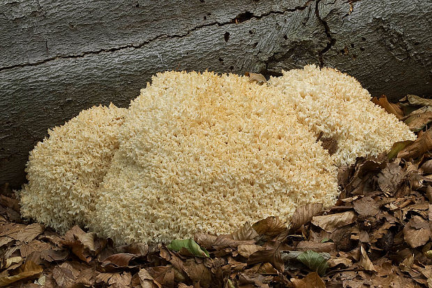 koralovec bukový Hericium coralloides (Scop.) Pers.