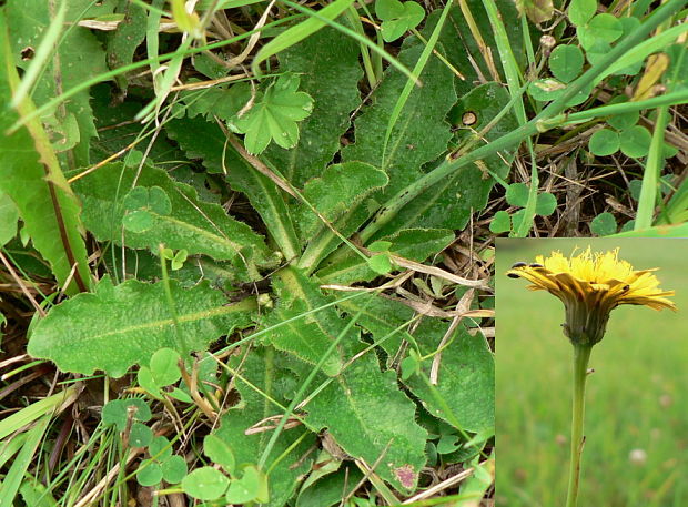 prasatník krátkokoreňový Hypochaeris radicata L.