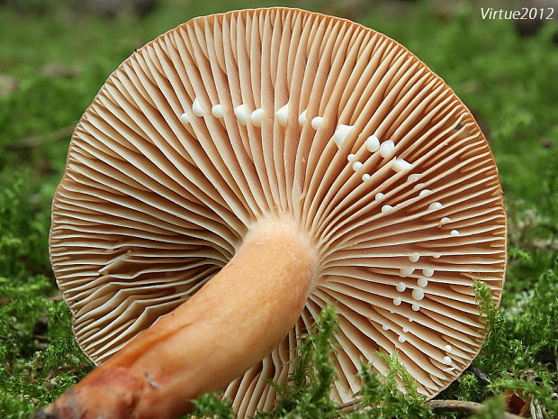 rýdzik Lactarius sp.