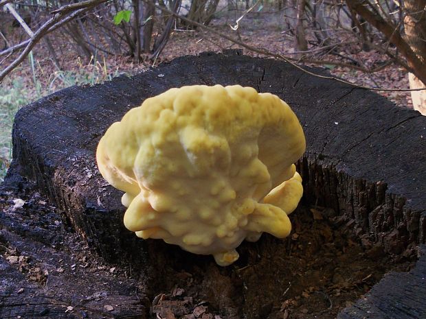 sírovec obyčajný  Laetiporus sulphureus (Bull.) Murrill