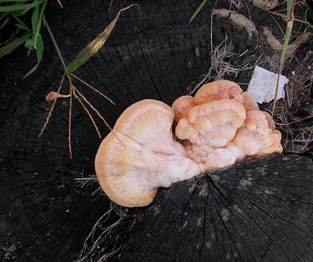 sírovec obyčajný Laetiporus sulphureus (Bull.) Murrill