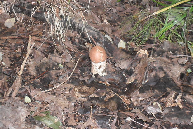 kozák Leccinum aerugineum (Fr.) Lannoy & Estadès