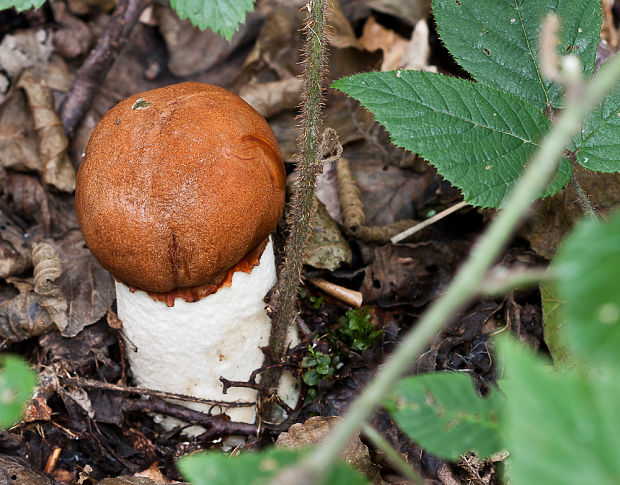 kozák osikový Leccinum albostipitatum den Bakker & Noordel.