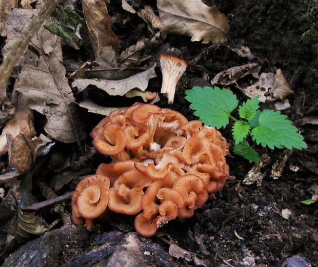 húževnatček ulitovitý  Lentinellus cochleatus (Pers.) P. Karst.