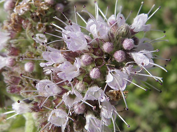 mäta dlholistá Mentha longifolia (L.) L.