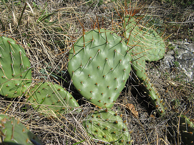 opuncie hnědoostná Opuntia phaeacantha Engelmann, 1849