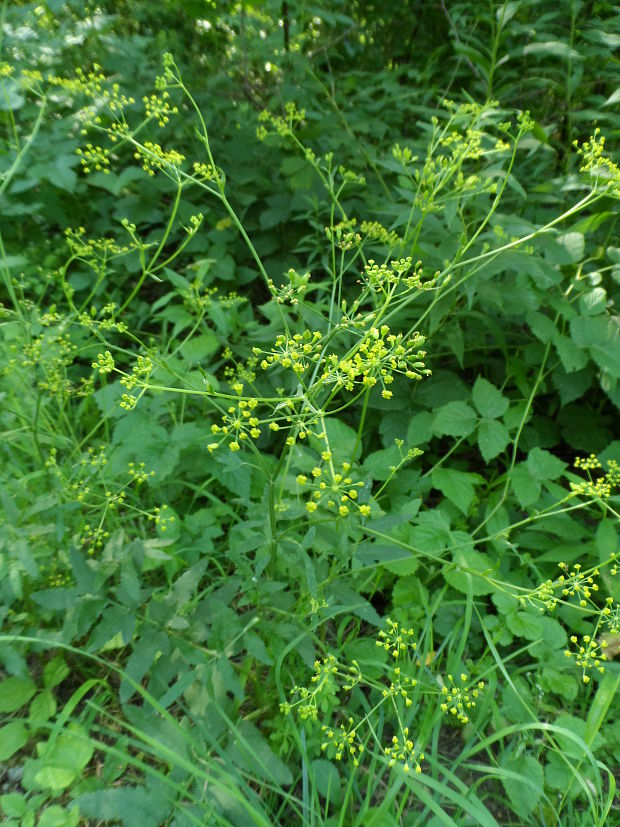 paštrnák siaty Pastinaca sativa L.