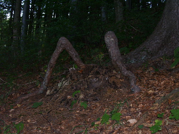 smrek obyčajný Picea abies (L.) H. Karst.