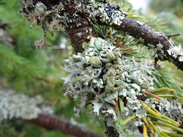 pakonárnik otrubový Pseudevernia furfuracea var. furfuracea (L.) Zopf