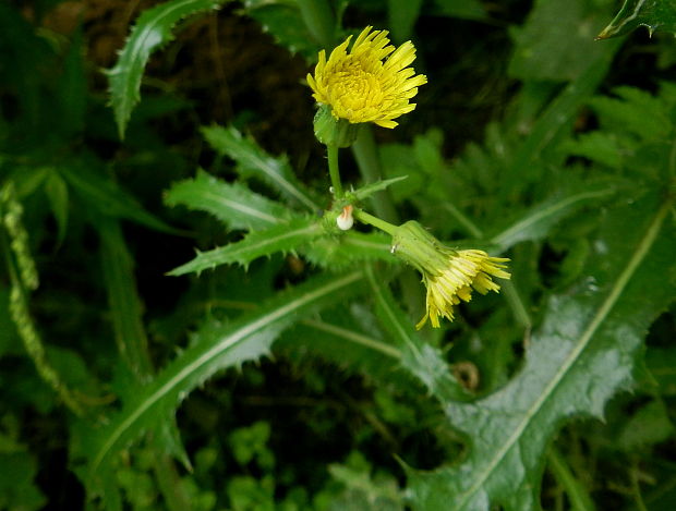 mlieč Sonchus sp.