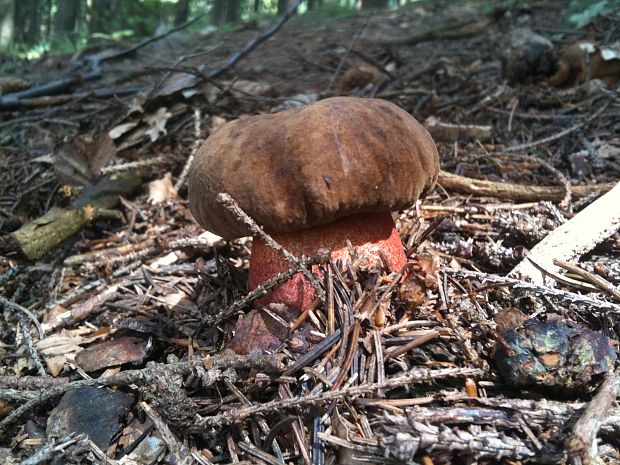 hríb zrnitohlúbikový Sutorius luridiformis (Rostk.) G. Wu & Zhu L. Yang