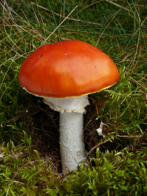 muchotrávka červená holá Amanita muscaria var. aureola (Kalchbr.) Quél.