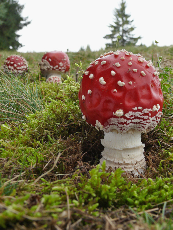 muchotrávka červená Amanita muscaria (L.) Lam.