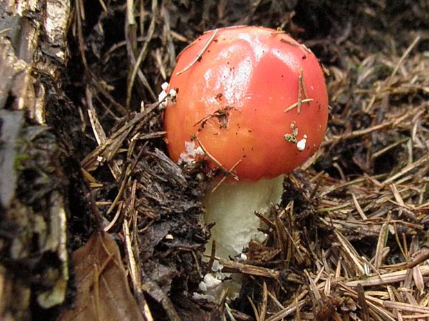 muchotrávka Amanita sp.