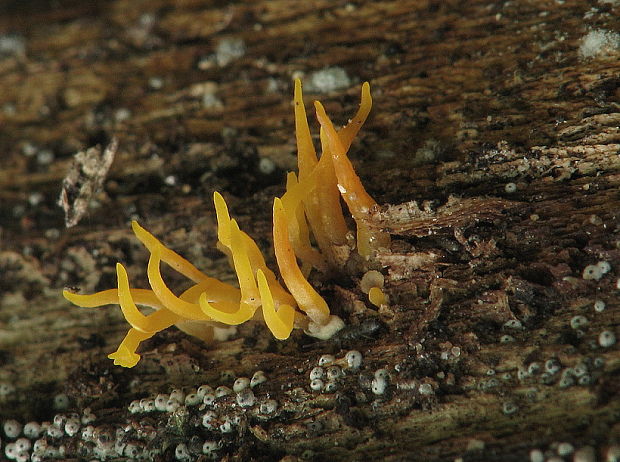 parôžkovec malý Calocera cornea (Fr.) Loud.