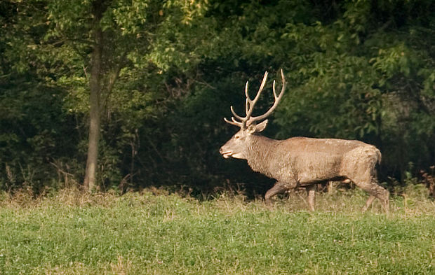 jeleň lesný Cervus elaphus