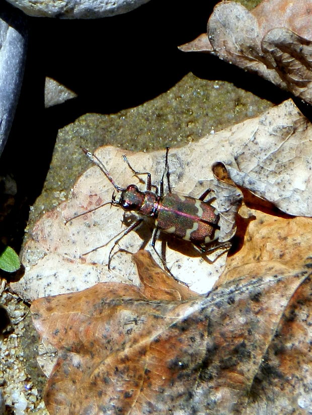 svižník piesočný Cicindela hybrida