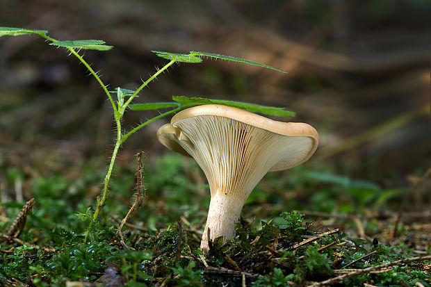 strmuľka? Clitocybe sp.