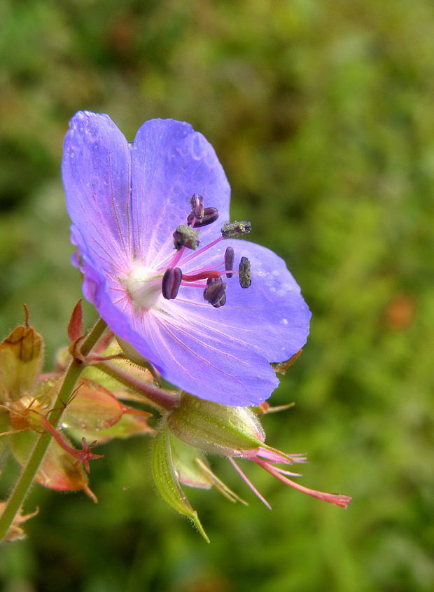 pakost lúčny Geranium pratense L.