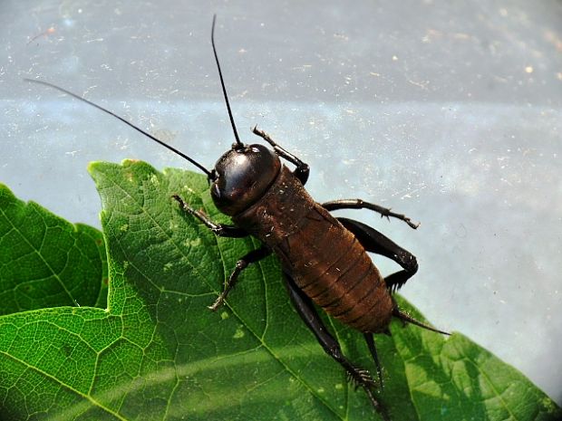 cvrček poľný Gryllus campestris