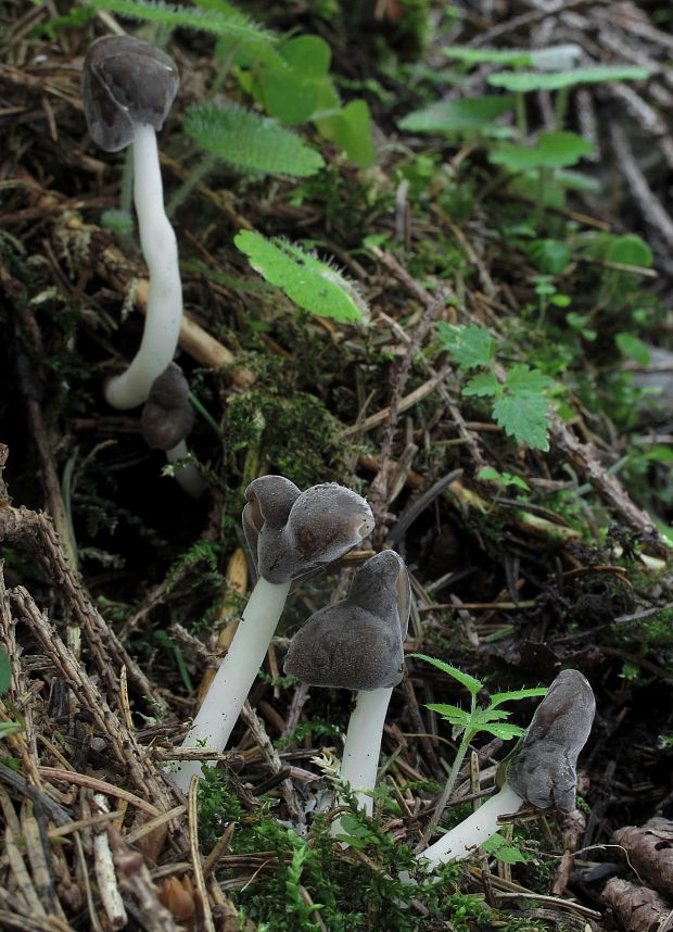 chriapač Helvella sp.