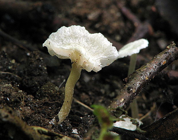 prilbovec ? Hemimycena sp.