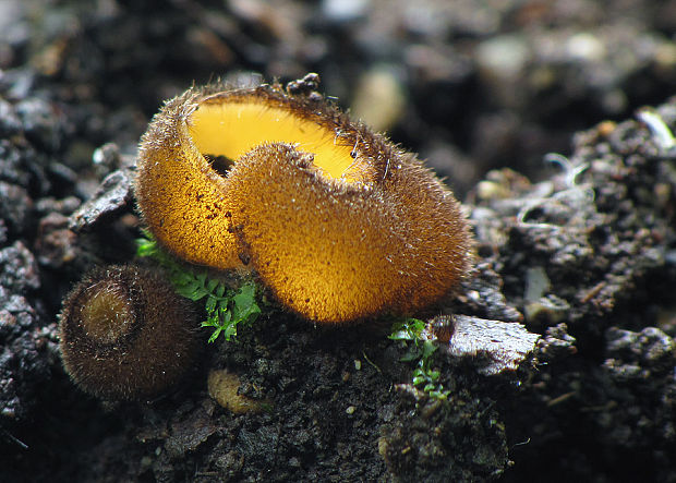 humária Humaria aurantia (Clem.) Häffner, Benkert & Krisai