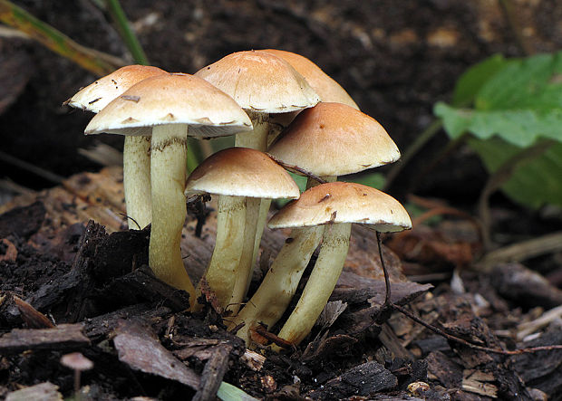 strapcovka maková Hypholoma capnoides (Fr.) P. Kumm.