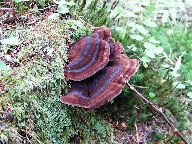 láziochlena obyčajná Ischnoderma benzoinum (Wahlenb.) P. Karst.