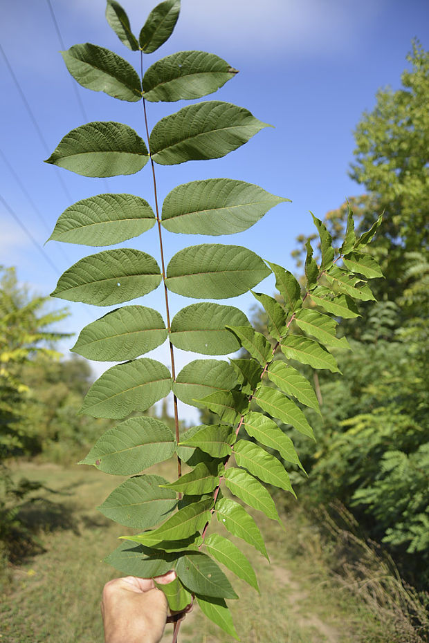 orech čierny a pajaseň žliazkatý Juglans nigra; Ailanthus altissima L.