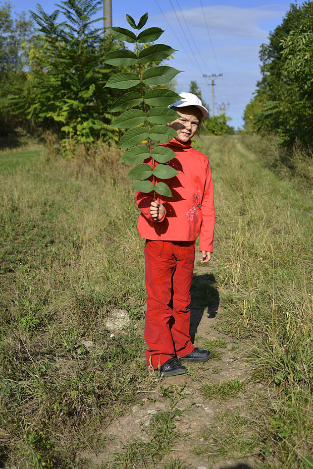 orech čierny Juglans nigra L.