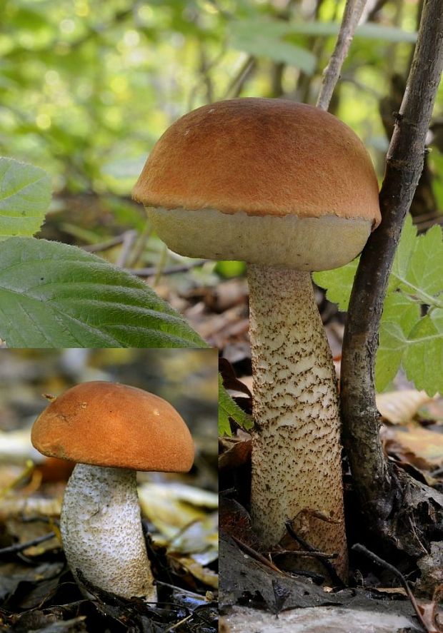 kozák dubový Leccinum aurantiacum (Bull.) Gray