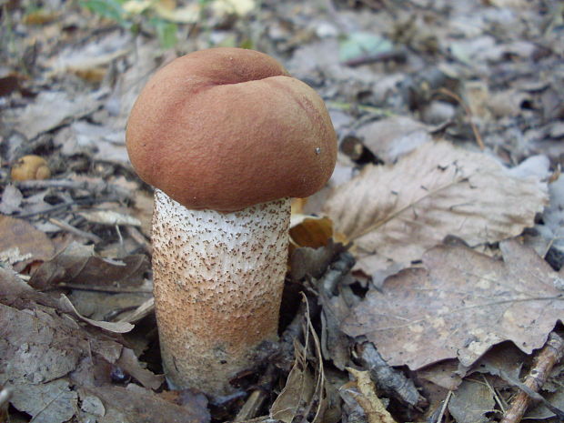 kozák dubový Leccinum aurantiacum (Bull.) Gray