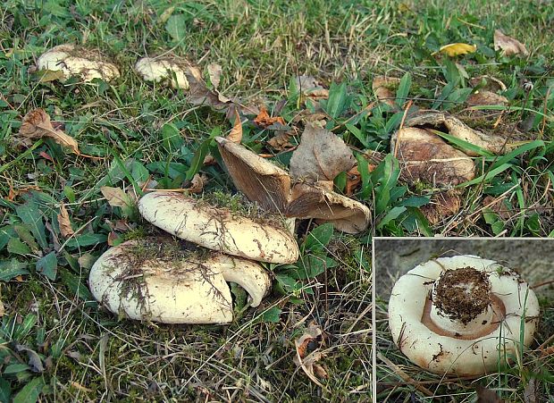 čechratec zavalitý Leucopaxillus tricolor (Peck) Kühner