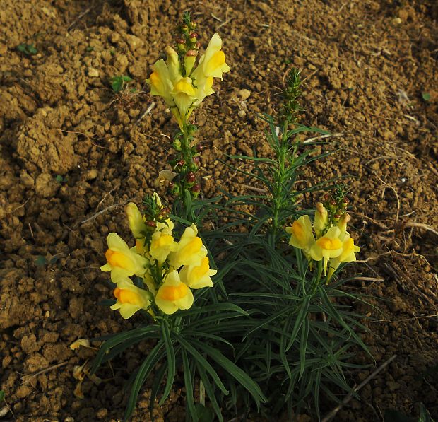 pyštek obyčajný  Linaria vulgaris Mill.