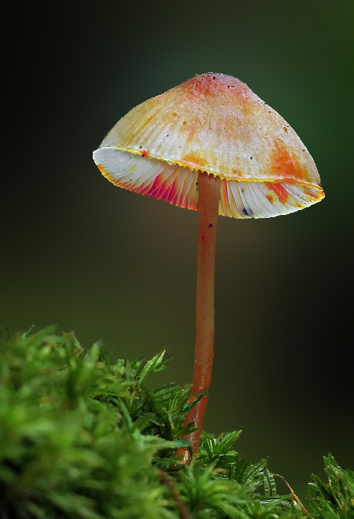 prilbička šafranová Mycena crocata (Schrad.) P. Kumm.