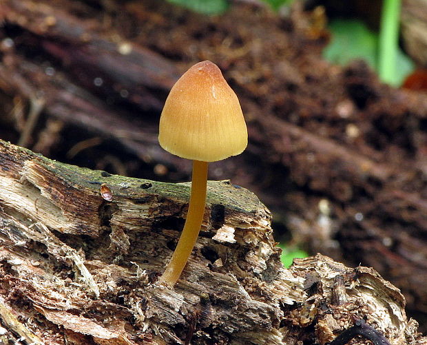 prilbička žltohlúbiková Mycena renati Quél.