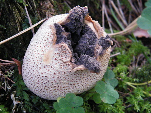 pestrec obyčajný Scleroderma citrinum Pers.