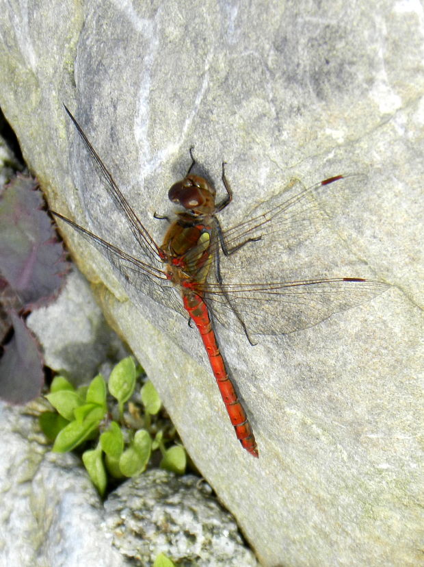 vážka pestrá Sympetrum striolatum