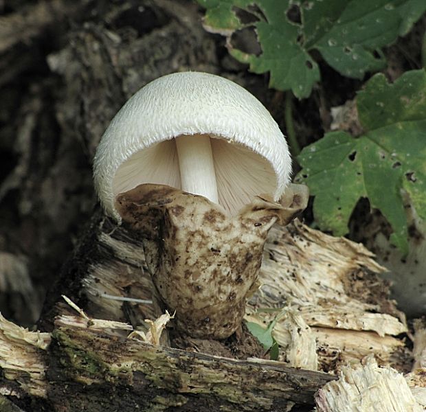 pošvovec stromový-kukmák bělovlnný Volvariella bombycina (Schaeff.) Singer