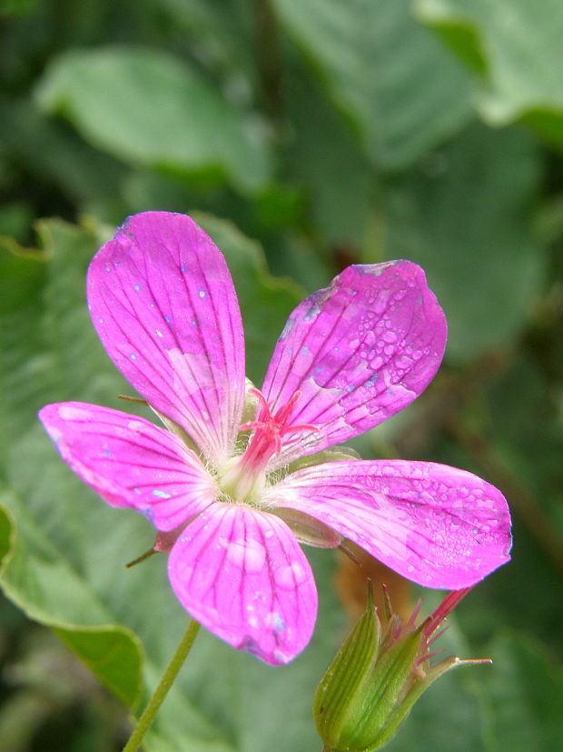 pakost močiarny geranium palustre L.