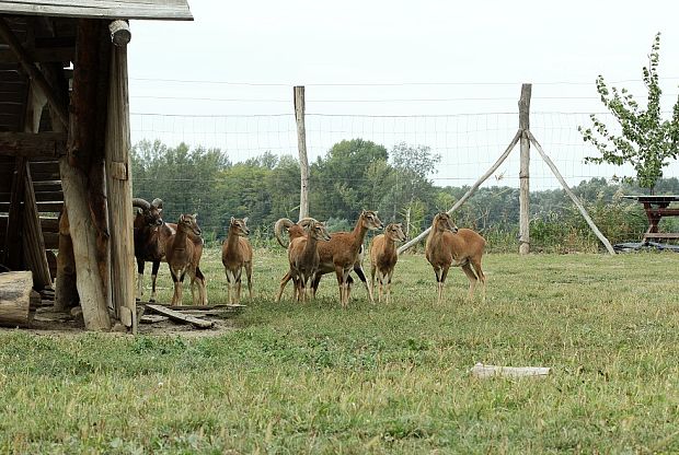 Ekopark Čierna Voda - stádo muflónov