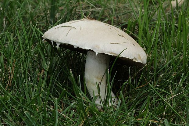 pečiarka Agaricus sp.