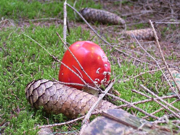 muchotrávka červená Amanita muscaria (L.) Lam.